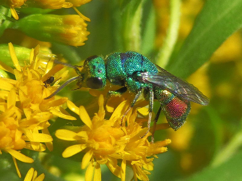 Chrysididae da identificare: Chrysis marginata aliunda